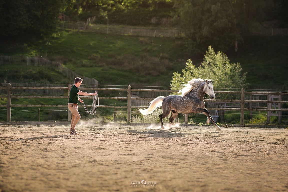Guillaume Vitse travaille un cheval gris pommelé en liberté dans la carrière