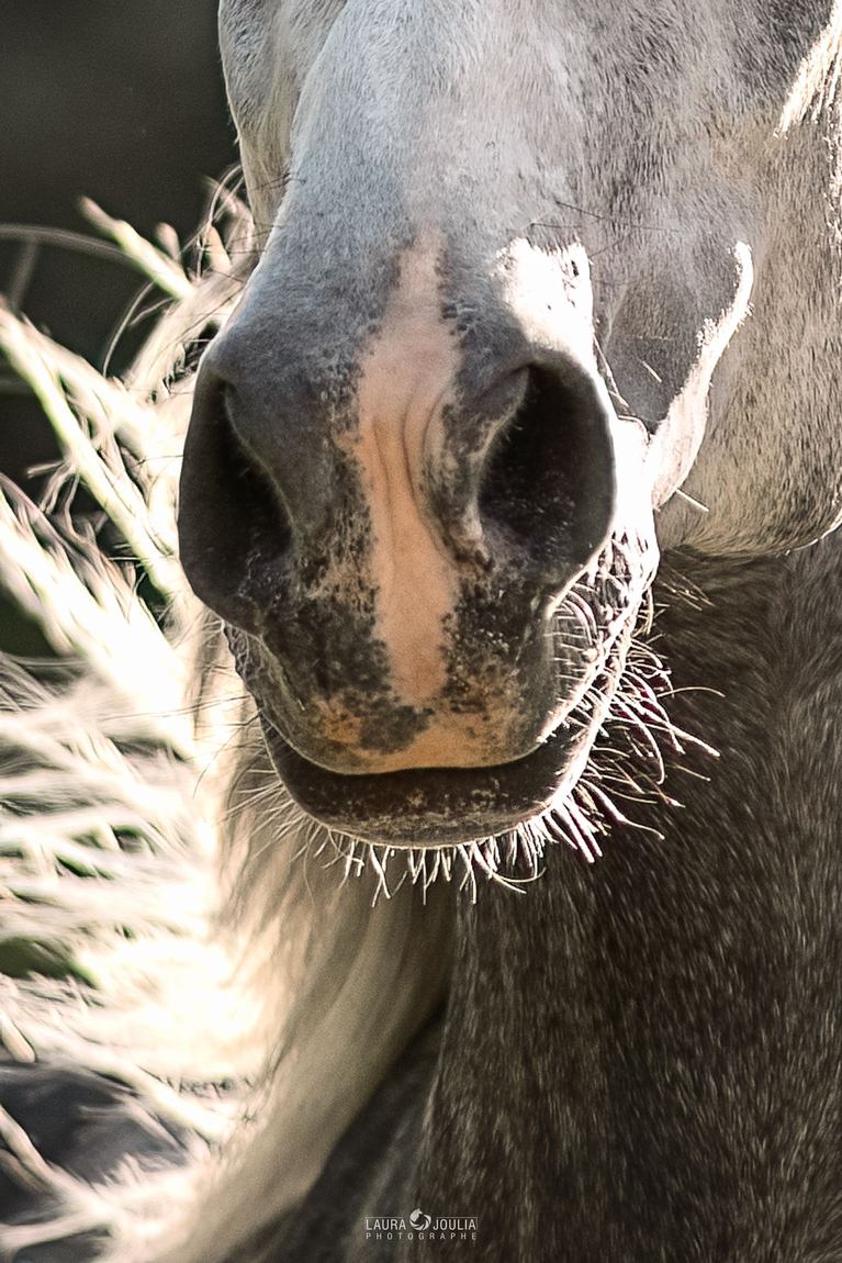 Détail : le mufle d'un cheval gris à contre-jour