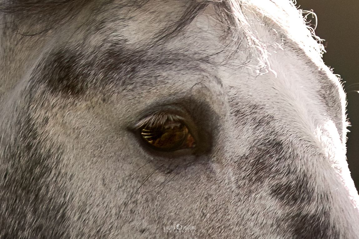 Détail : l'œil d'un cheval gris pommelé