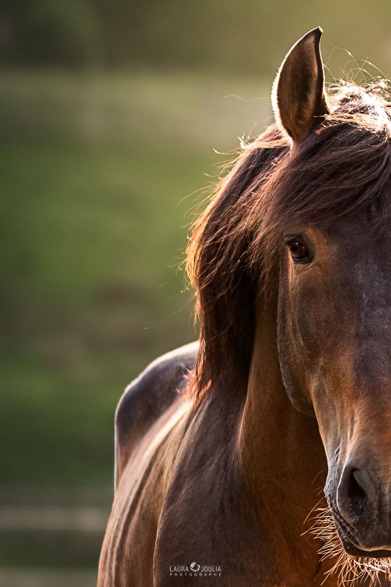 Portrait d'un cheval bai à crinière sombre, à contre-jour