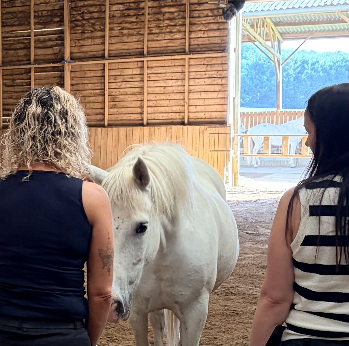 Deux participantes et un cheval blanc dans le manège : accompagnement d'un collectif